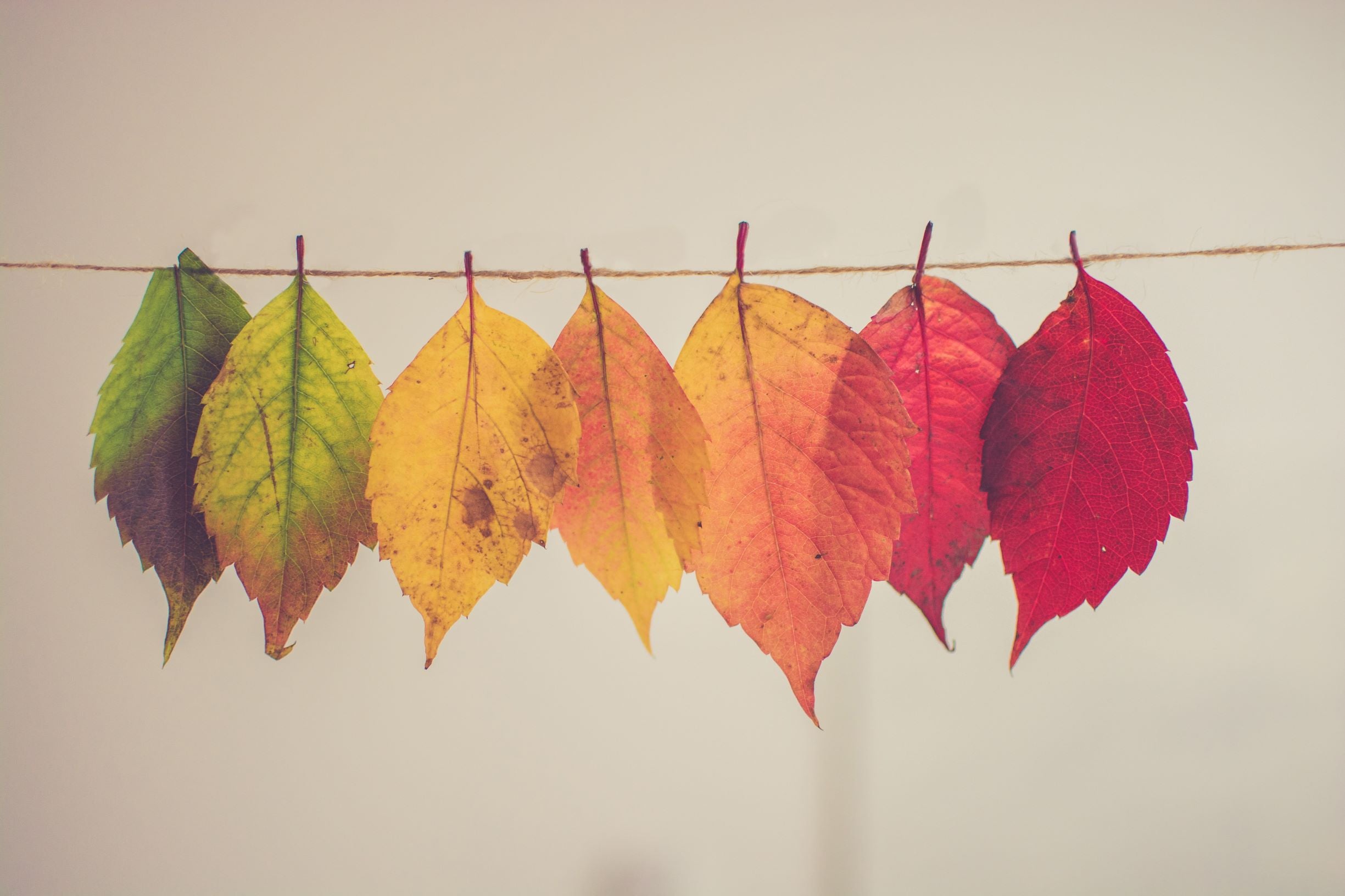 Changing Seasons: Autumn Wellness