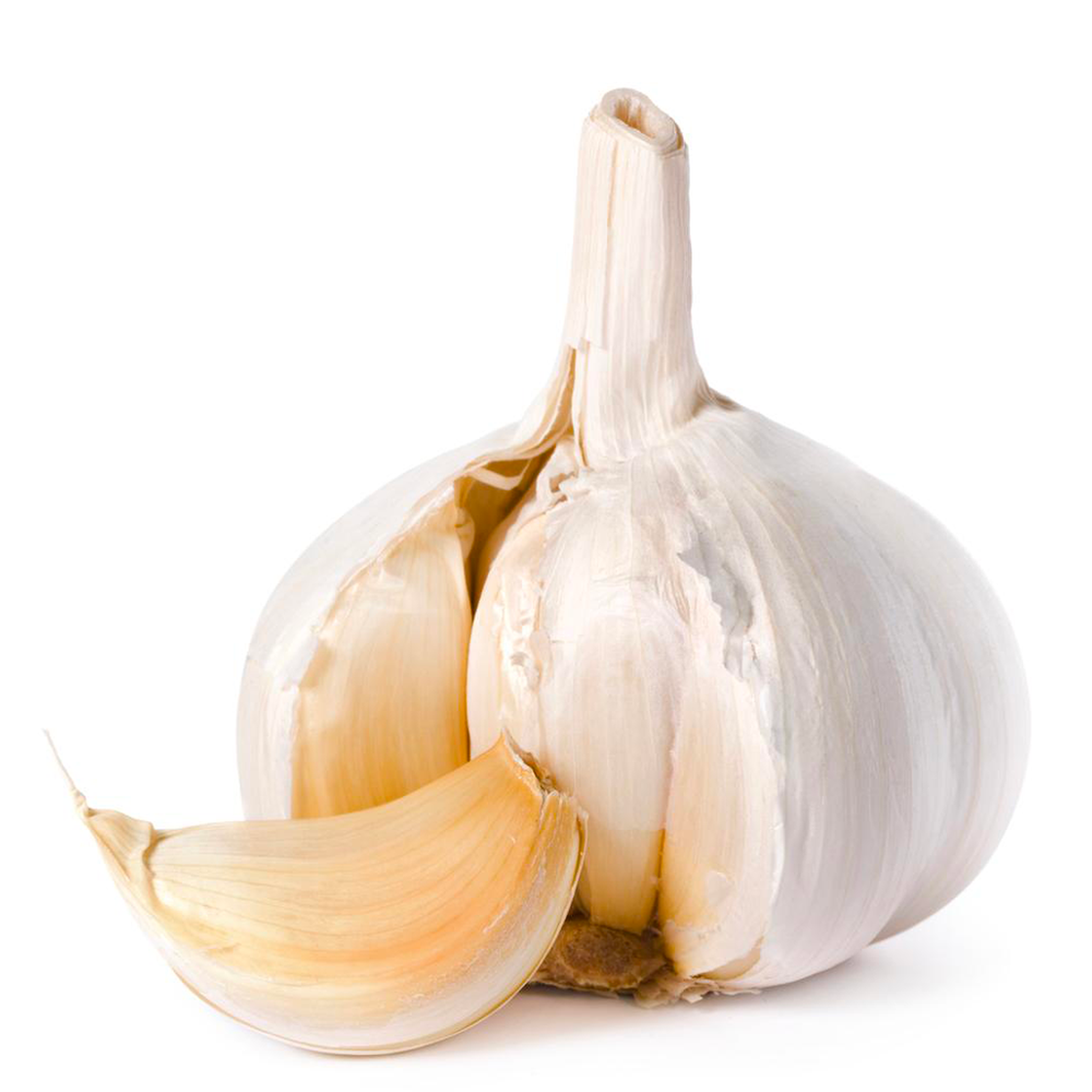 NZ ELEPHANT GARLIC ORGANIC (PER 100G) - The Herbal Dispensary Raglan