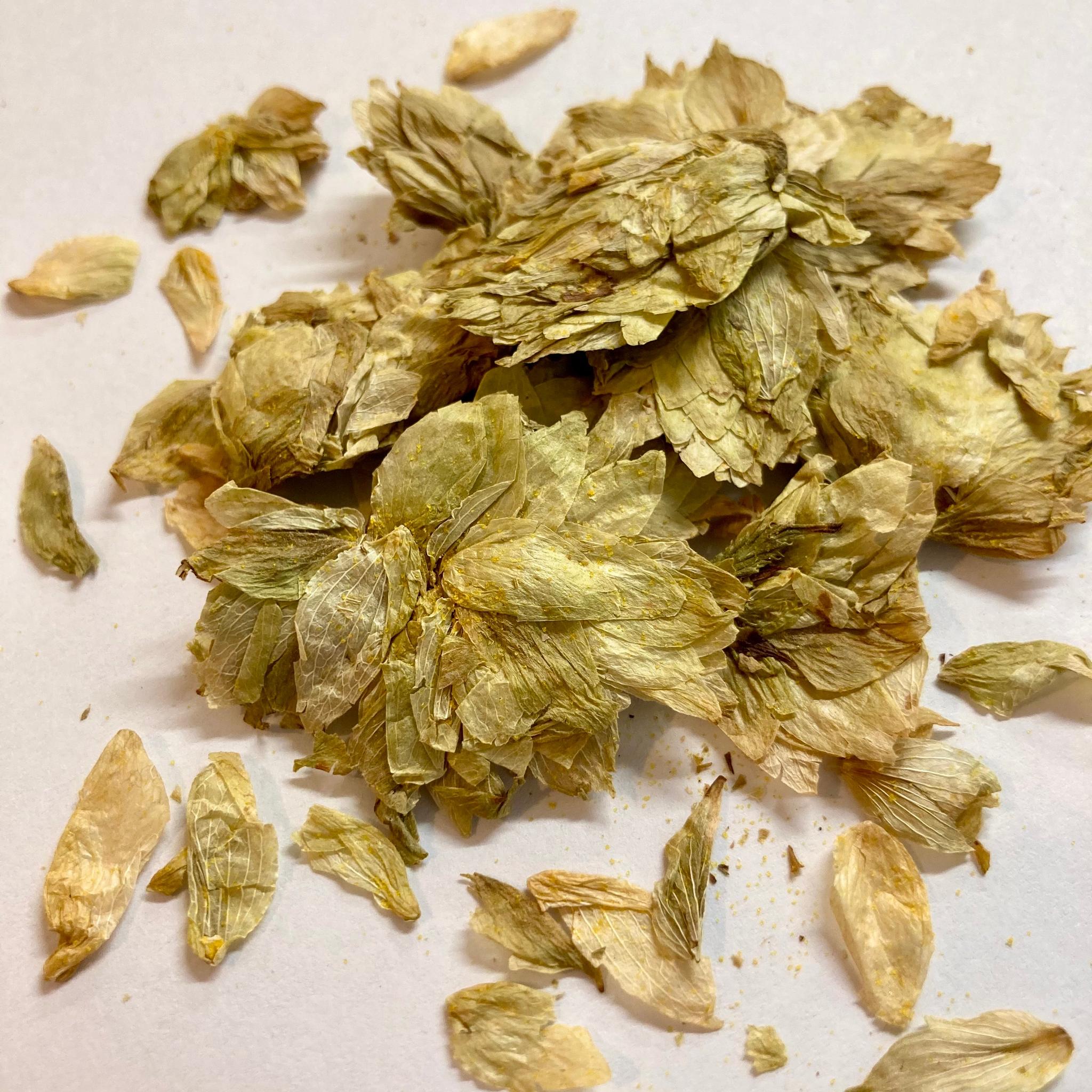 ORGANIC HOPS HERBAL TEA - The Herbal Dispensary Raglan