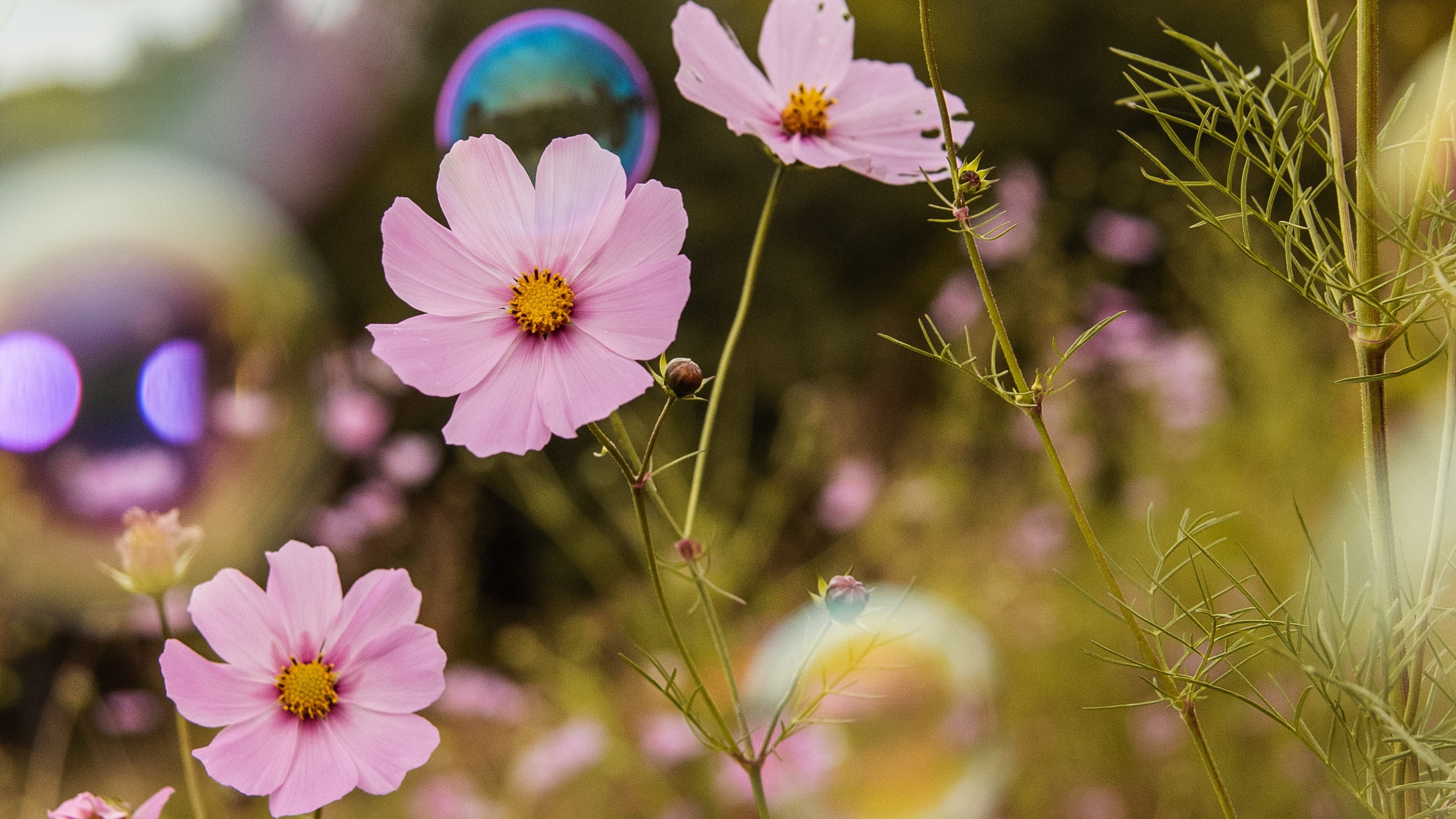 herbal medicine, naturopathy