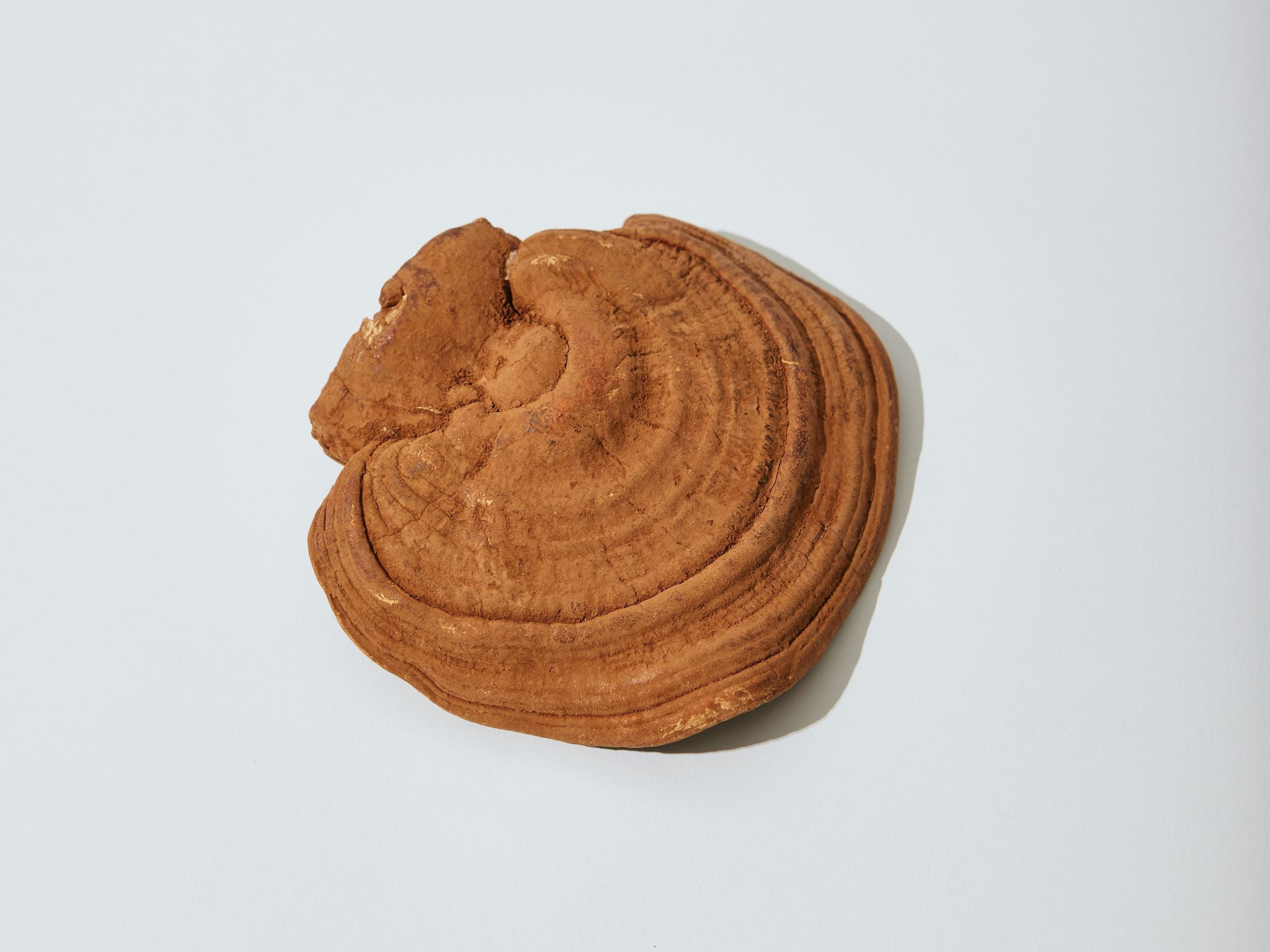 Long Covid & Post-Viral Fatigue