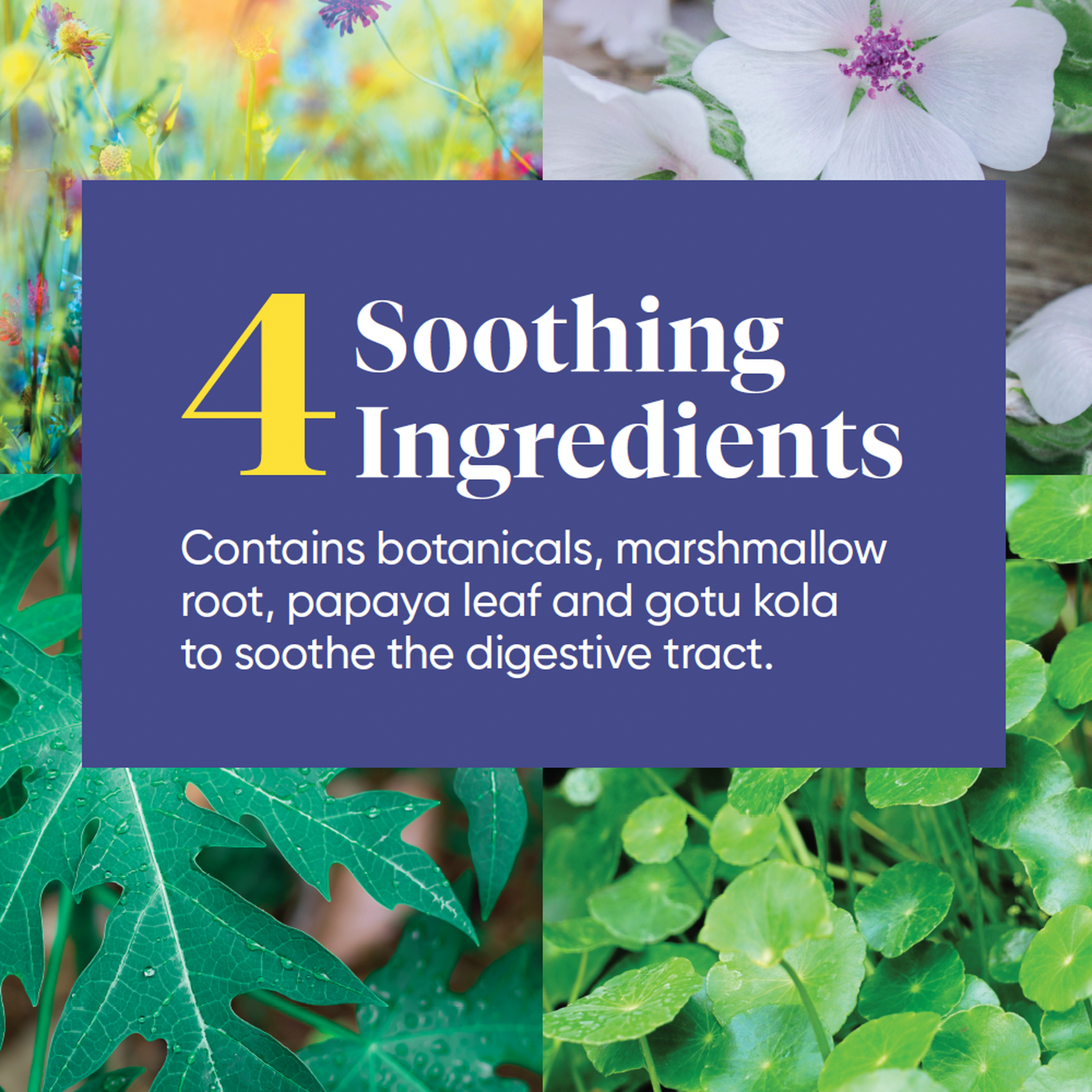 ENZYMEDICA ACID SOOTHE 30 CAPS - The Herbal Dispensary Raglan