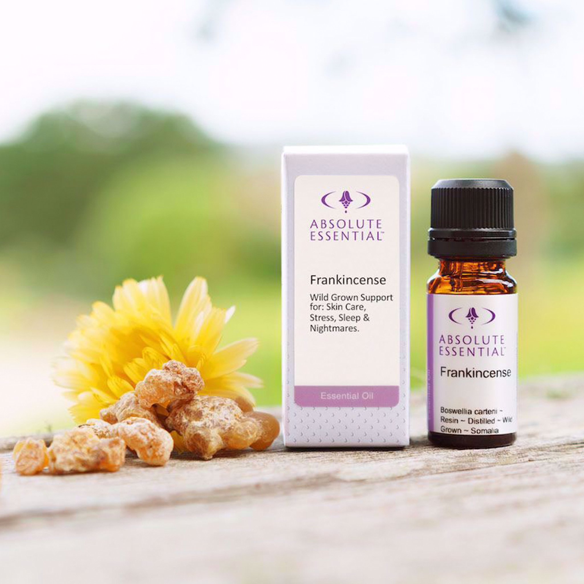 ABSOLUTE ESSENTIAL FRANKINCENSE WILD 5ML - The Herbal Dispensary Raglan